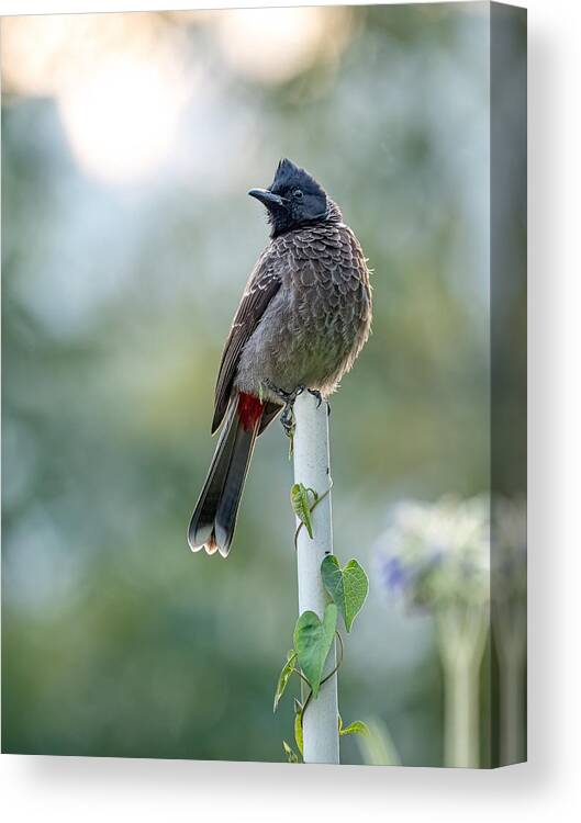 Red-vented Canvas Print featuring the photograph Red-vented Bulbul by Henk Goossens