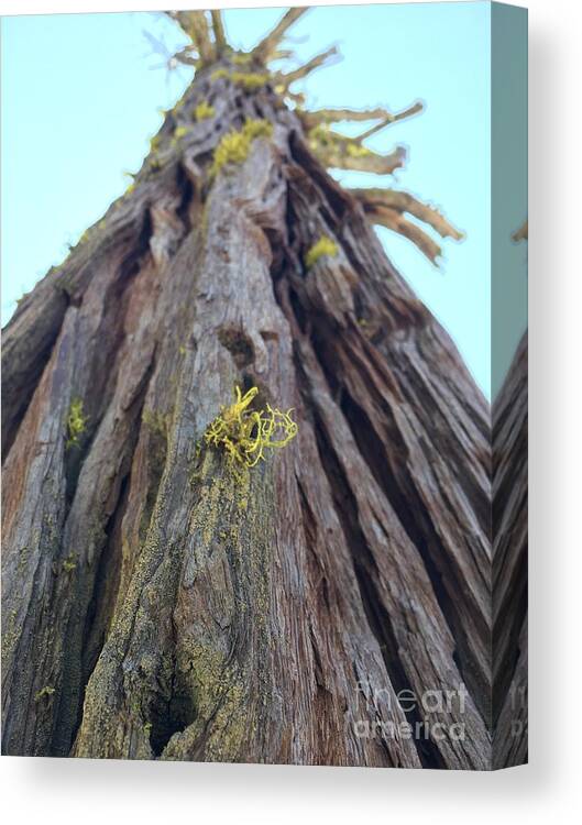 Sequoia Canvas Print featuring the photograph Roots by Leslie M Browning