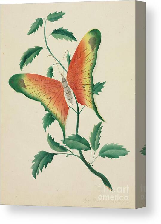 19th Century Canvas Print featuring the drawing Rose Bush And Butterfly. Creator Mary by Heritage Images