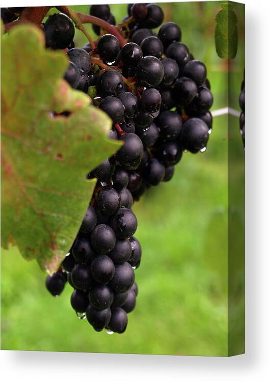 Grapes Canvas Print featuring the photograph Shalestone - 9 by Jeffrey Peterson
