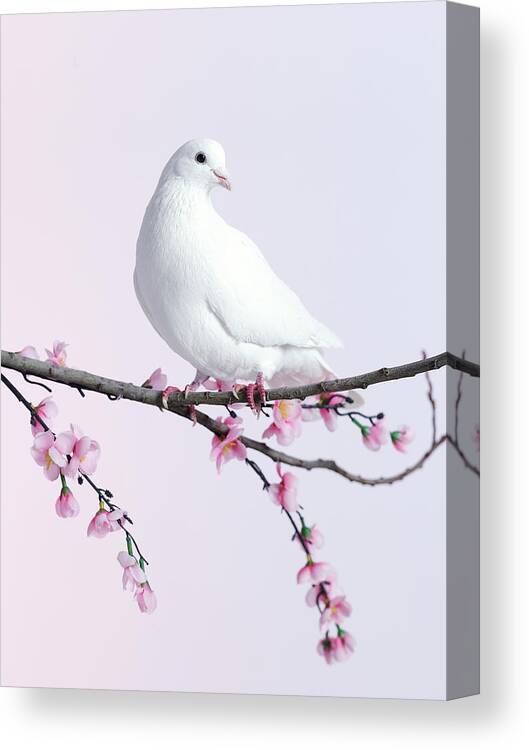 One Animal Canvas Print featuring the photograph Single Dove On A Branch With Blossom by Walker And Walker