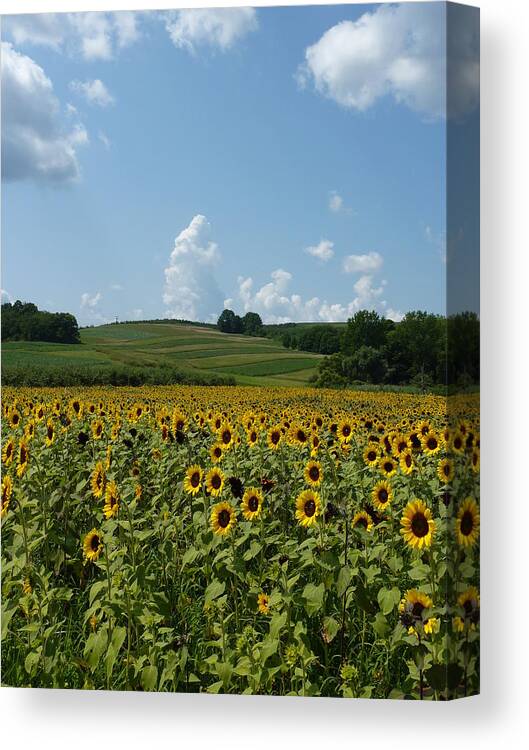 Sunflower Canvas Print featuring the photograph Standing tall in Lyman Orchards by Patricia Caron