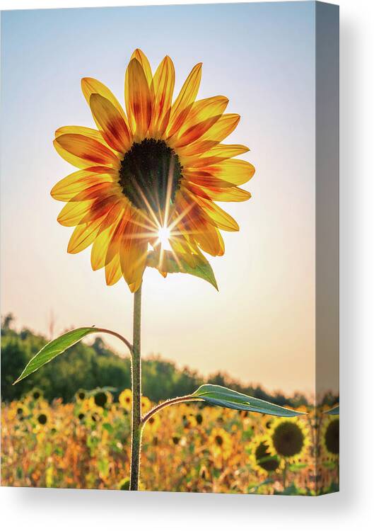 Sunflower Canvas Print featuring the photograph Sunflower Sunburst by Framing Places