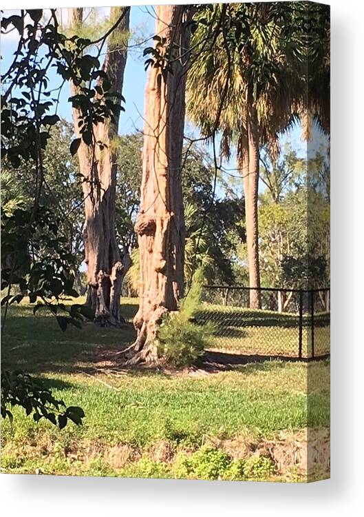 Face In A Tree Canvas Print featuring the photograph The Face in the Tree by Val Oconnor