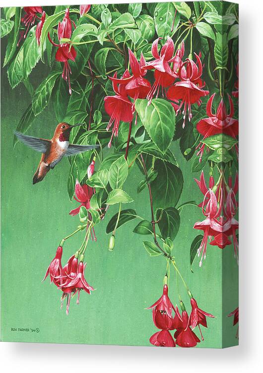 A Humming Bird Flying In Front Of A Fuschia Canvas Print featuring the painting The Hanging Basket by Ron Parker