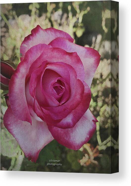 Outdoors Canvas Print featuring the digital art The Rose by Silvia Marcoschamer