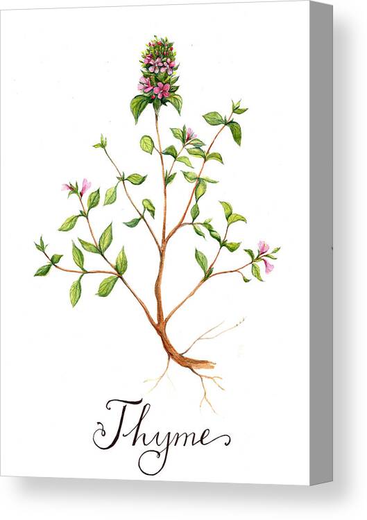 Spice Canvas Print featuring the painting Thyme by Irina Trzaskos Studio