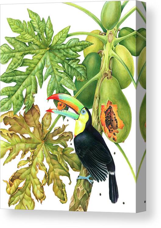 Toucan In Papaya Tree Canvas Print featuring the painting Toucan In Papaya Tree by Mindy Lighthipe- Artist Llc