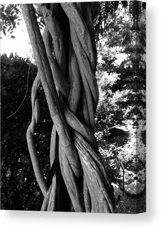 Tree Canvas Print featuring the photograph Twisted Tree by Marty Klar