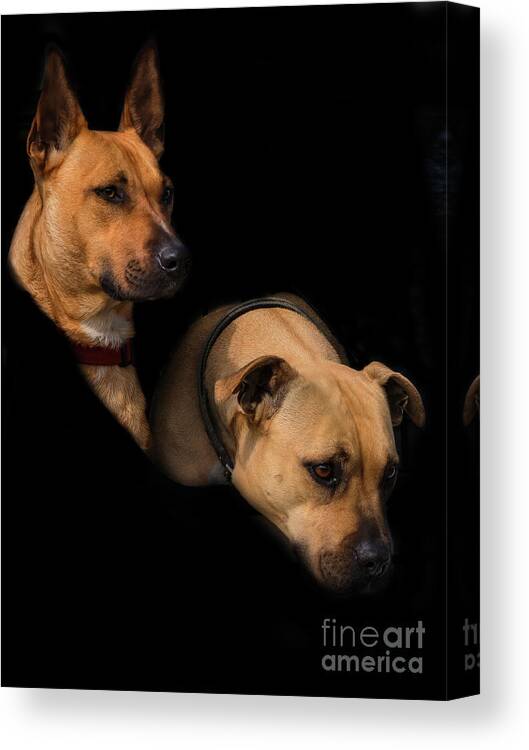 Animals Canvas Print featuring the photograph Two Dogs by Elaine Teague