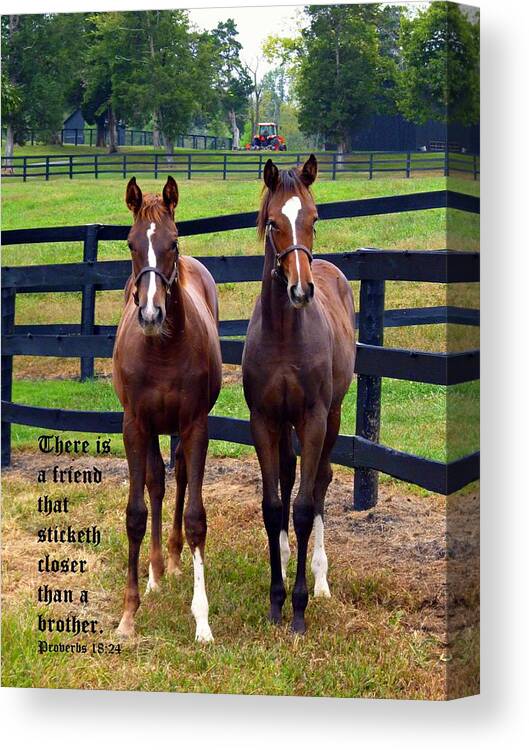 Horses Canvas Print featuring the photograph Two Friends with Proverbs 18 vs 24 by Mike McBrayer