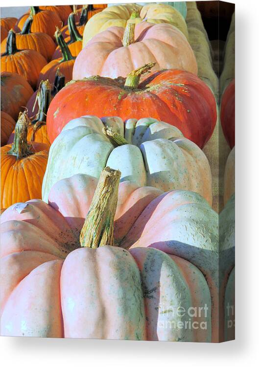 Pumpkins Canvas Print featuring the photograph Variety of Pumpkins by Janice Drew