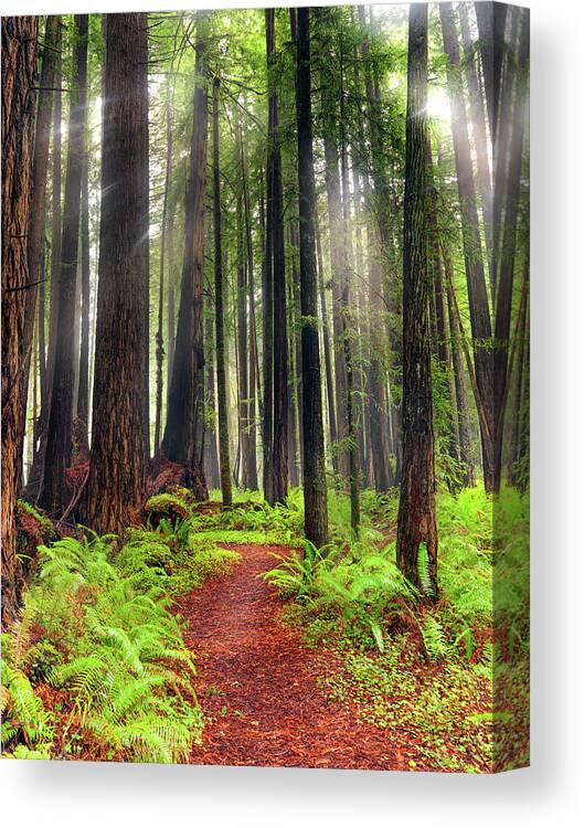 Beautiful Canvas Print featuring the photograph Walk in the Woods by Leland D Howard
