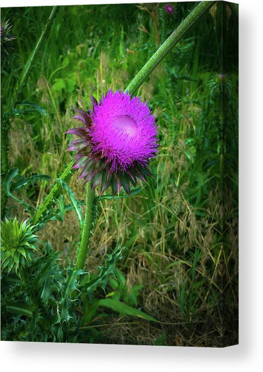 Thistle Canvas Print featuring the photograph Wanna Be in Scotland by Lora J Wilson