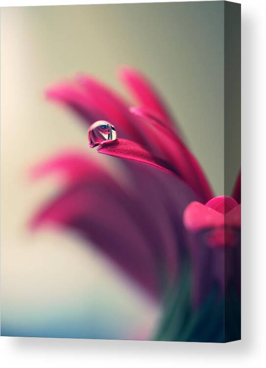 Petal Canvas Print featuring the photograph Water Drop On Red Daisy Petal by Coral Staley-hall