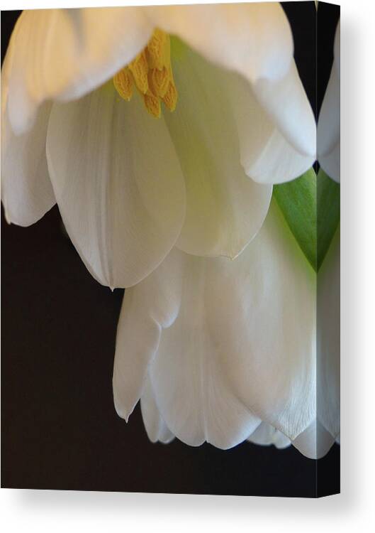 White Canvas Print featuring the photograph White Tulips by Julia Wilcox