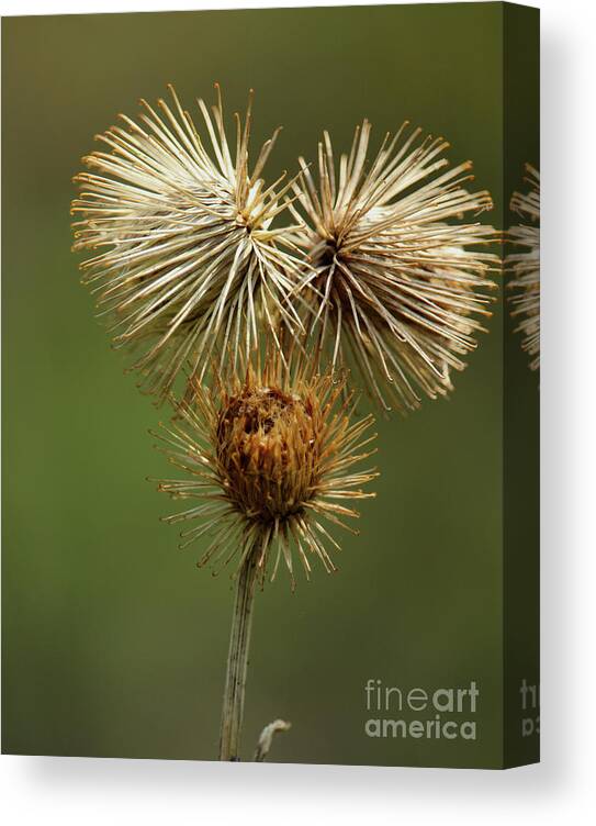 Donegal On Your Wall Canvas Print featuring the photograph Wildflower Donegal Ireland by Eddie Barron