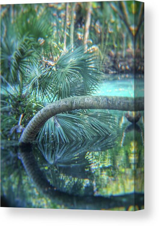 Trees Canvas Print featuring the photograph Witnessing Nature by Portia Olaughlin