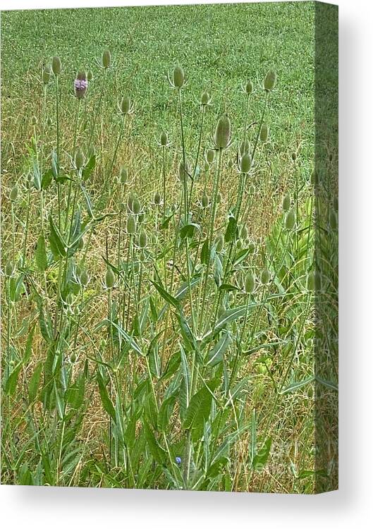 Cattails Canvas Print featuring the photograph Cattails In Glow #1 by LeLa Becker