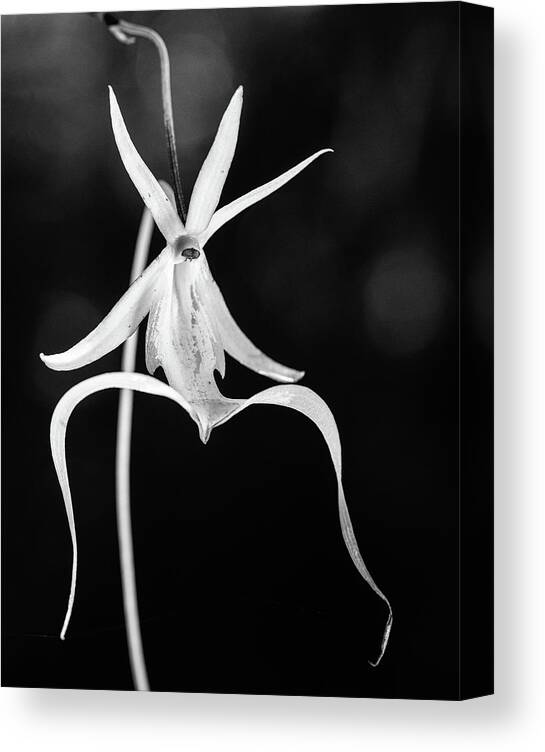 Black & White Canvas Print featuring the photograph Fading Ghost Orchid BW #1 by Rudy Wilms