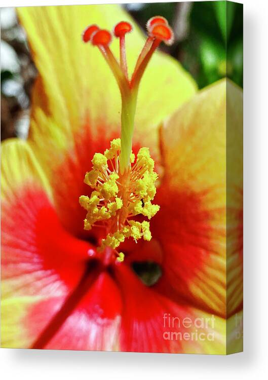 Hibiscus Canvas Print featuring the photograph Hibiscus #1 by Laura Forde