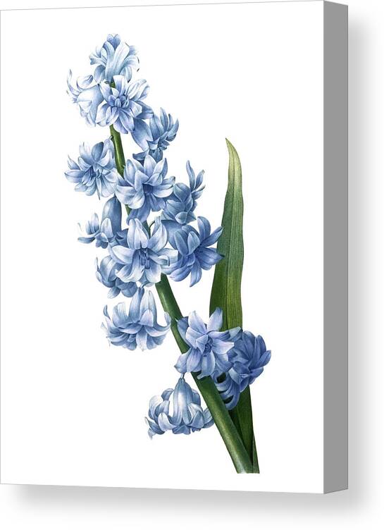 Pierre-joseph Redoute Canvas Print featuring the drawing Oriental hyacinth #1 by Pierre-Joseph Redoute