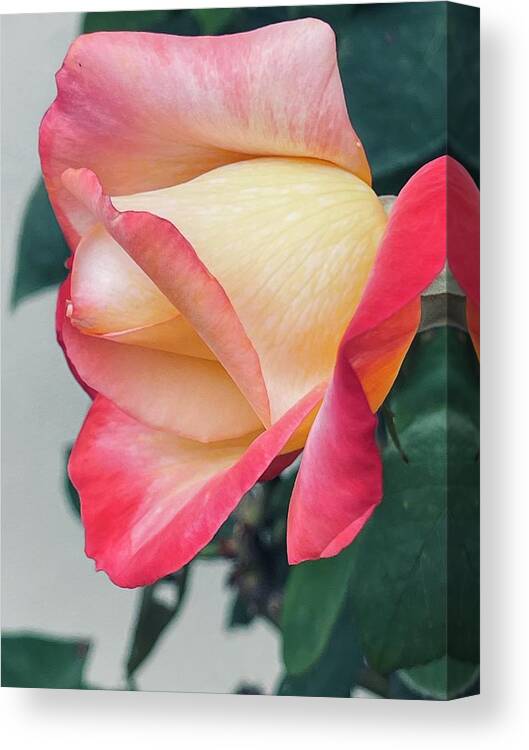 Rose Pink Tipped Green Leaves Grey Wall Yellow Sandiego Backyard Sooc Iphone Canvas Print featuring the digital art Pink Tipped Rose #1 by Kathleen Boyles