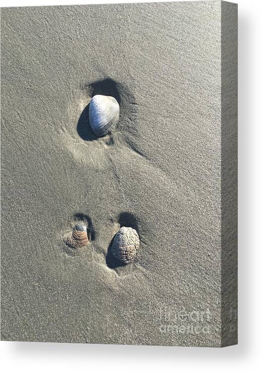 Seashells Canvas Print featuring the photograph 3 Seashells by Mary Kobet