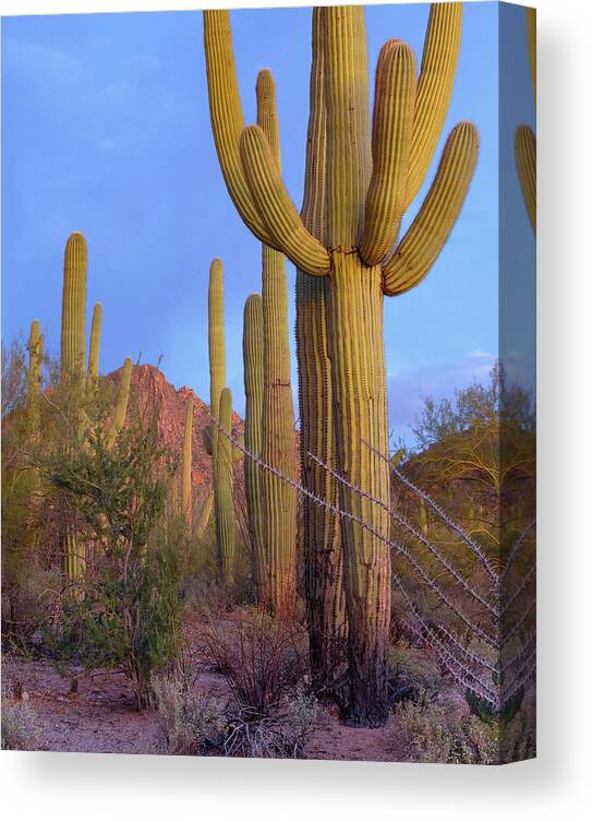 Tim Fitzharris Canvas Print featuring the photograph Tucson Mountains, Saguaro National Park, Arizona #7 by Tim Fitzharris