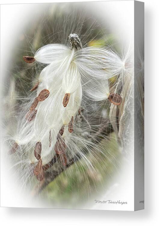 Milkweed Canvas Print featuring the photograph A Horse Named Milkweed by Terri Harper
