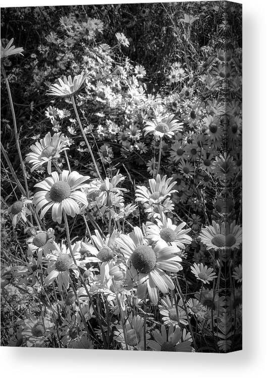 Spring Canvas Print featuring the photograph A Meadow of Daisies in Black and White by Debra and Dave Vanderlaan