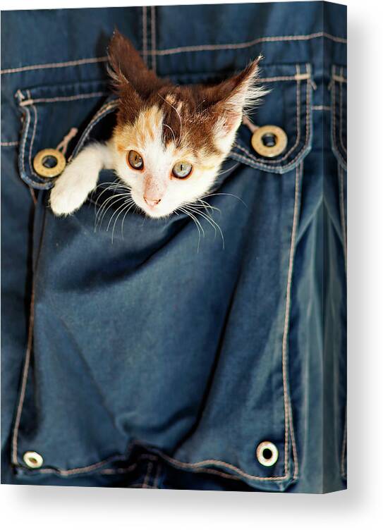 Cat Canvas Print featuring the photograph A small kitty inside a pocket by Constantinos Iliopoulos