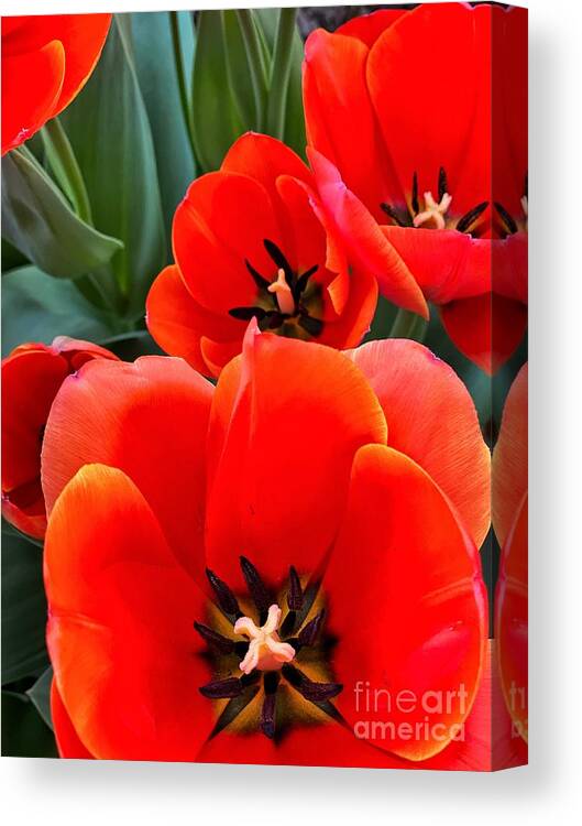 Color Canvas Print featuring the photograph Ad Rem Tulips by Jeanette French
