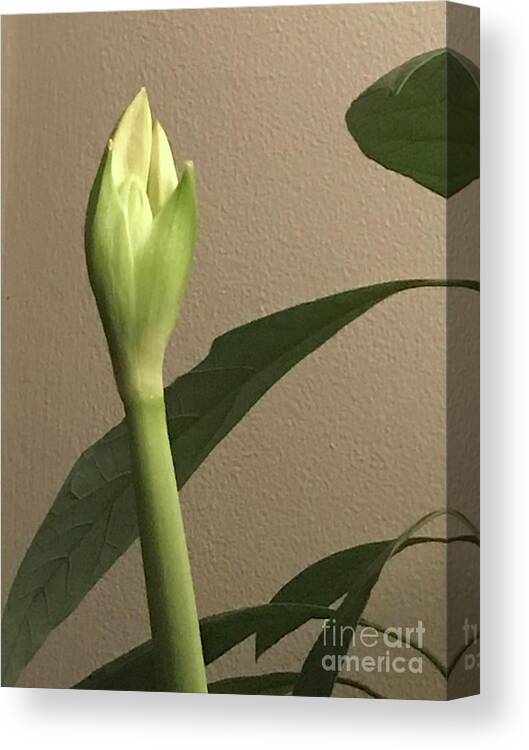 Amaryllis Bud Canvas Print featuring the photograph Amaryllis Bud by Mary Kobet