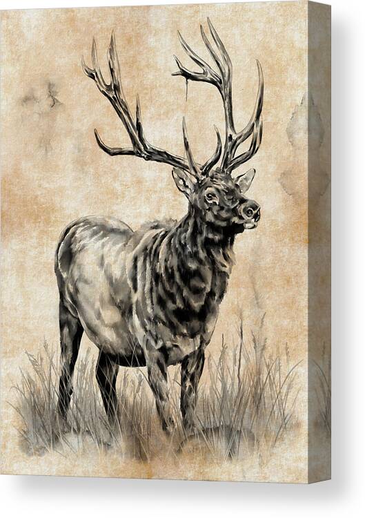 Elk Canvas Print featuring the digital art An Elk Study by Shawn Conn