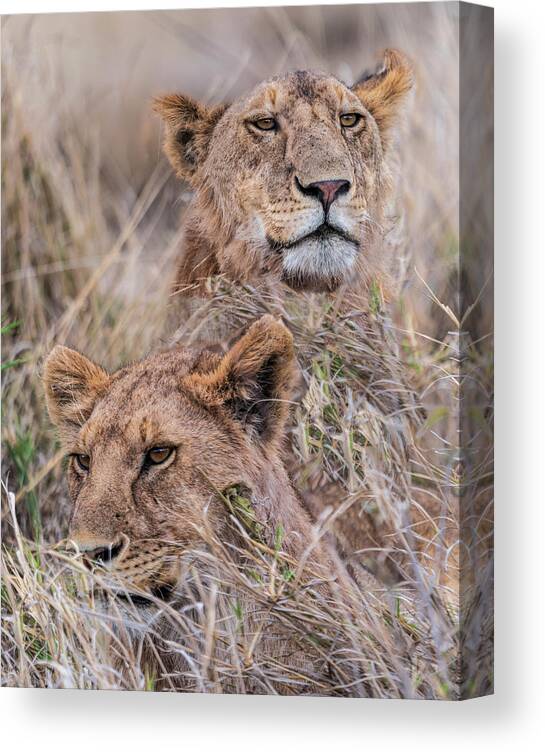 Africa Canvas Print featuring the photograph And Then There Were TWO by Betty Eich