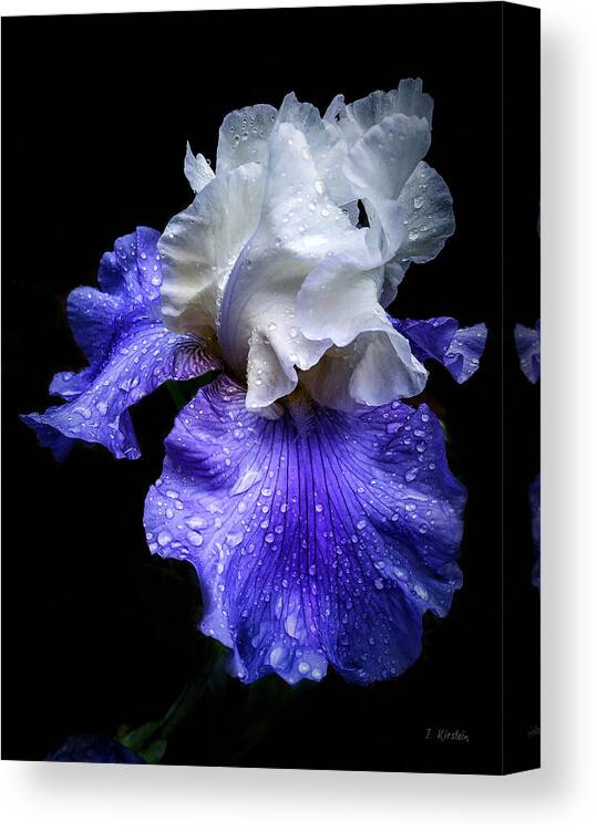 Angelic Canvas Print featuring the photograph Angelic Iris by Janis Kirstein