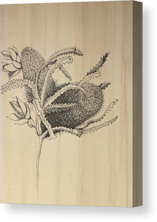 Ink Canvas Print featuring the drawing Banksia by Franci Hepburn
