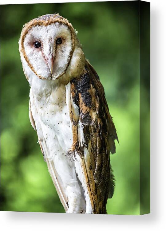 Raptors Owl Barn Owl Canvas Print featuring the photograph Barn owl by Robert Miller