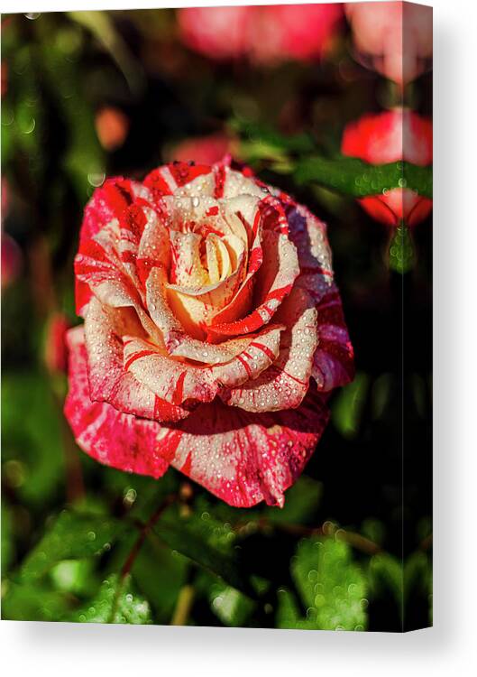 Red Canvas Print featuring the photograph Beautiful Red and White Rose by Rob Green