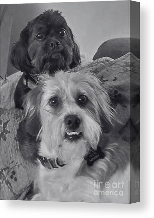 Photo Canvas Print featuring the photograph Best Buddies by Cindy's Creative Corner