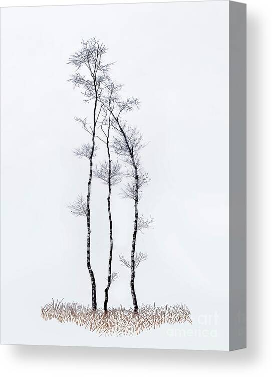 Silver Canvas Print featuring the photograph Tender And Protective Family. Birch Trees Trio by Tatiana Bogracheva