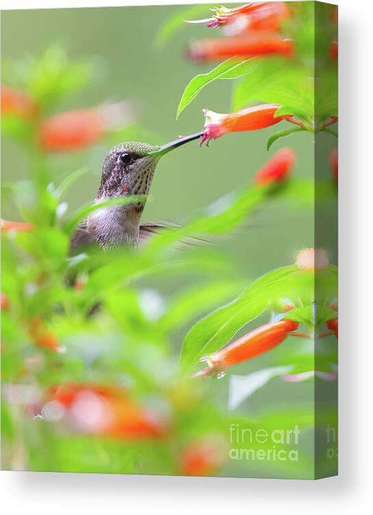 Ruby Throated Canvas Print featuring the photograph Birds Eye View by Chris Scroggins