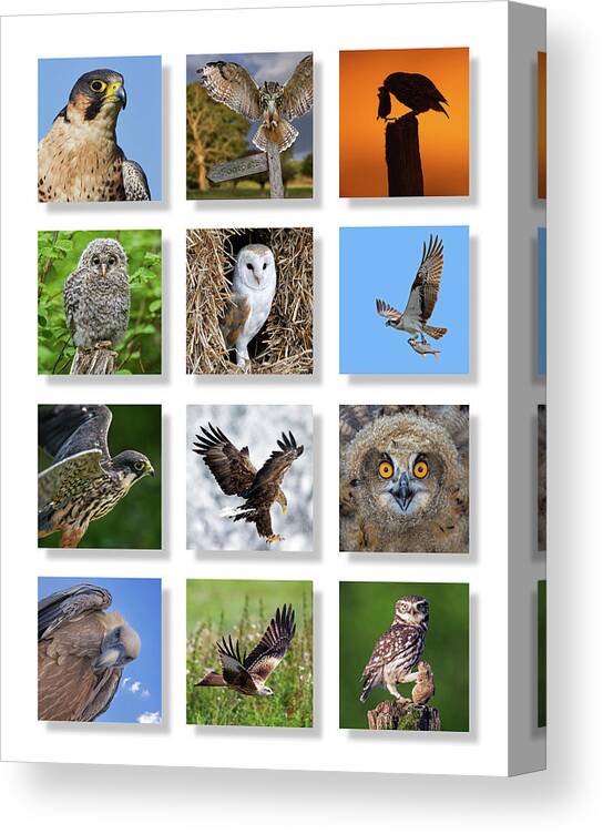 Collage Canvas Print featuring the photograph Birds of Prey by Arterra Picture Library
