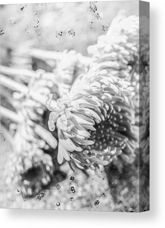 Florist's Daisy Canvas Print featuring the photograph Black and White Florist's Daisies by W Craig Photography