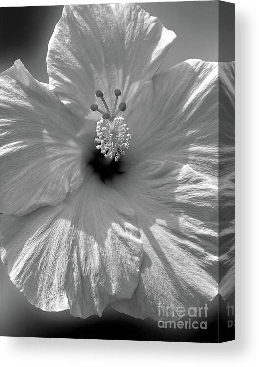 Flower Canvas Print featuring the photograph Black and White Hibiscus by Mafalda Cento