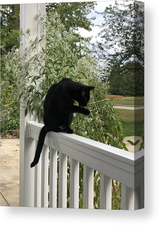 Black Cat Canvas Print featuring the photograph Black Cat Bathing by Valerie Collins
