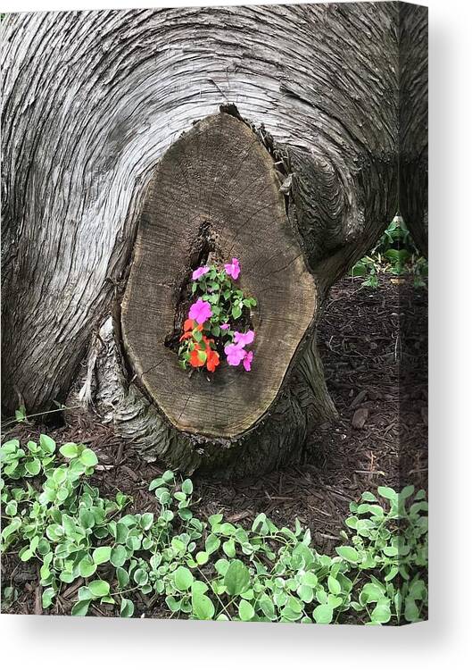  Canvas Print featuring the photograph Bloom where You Are Planted by Kathy Bee