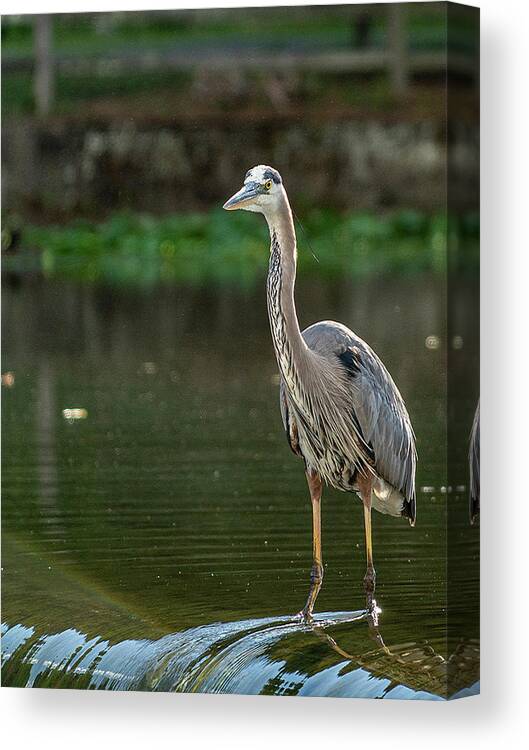 Blue Heron Canvas Print featuring the photograph Blue Heron in Clinton Township by GeeLeesa