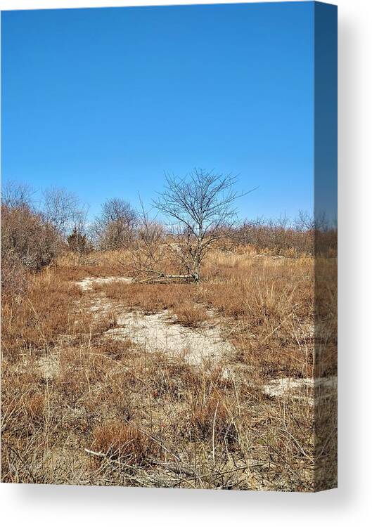 Coney Island Canvas Print featuring the photograph Breezy Point Scrub by Rob Hans